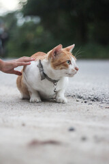 Close-up of a ginger cat