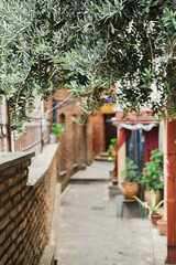 Fototapeta na wymiar Narrow streets of old Tbilisi, blurred background, focus on olive tree branches above the path. Idea for a screensaver or article about the city