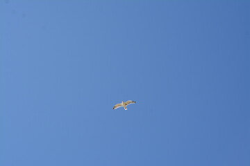 Flying albatros
