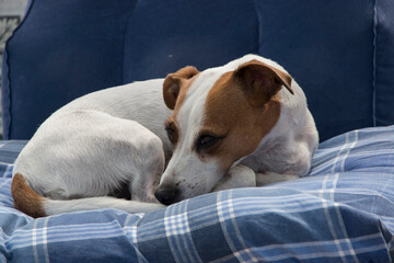 Female Jack Russell Terrier lying in bed