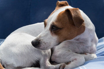Female Jack Russell Terrier lying in bed