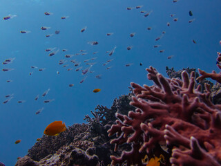 Fototapeta na wymiar 石垣島のサンゴのスカシテンジクダイ