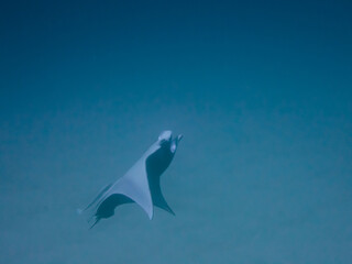 石垣島ヨナラ水道の優雅に泳ぐマンタ