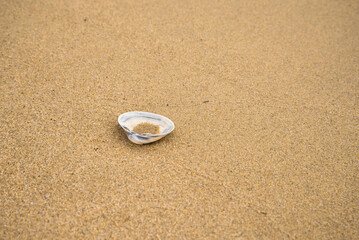 Fototapeta na wymiar Seashell on the beach