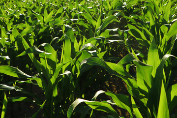 Beautiful green corn plants in agricultural field on sunny day
