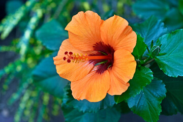 Orange hibiscus flower on tropical garden