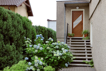 Beautiful blooming hortensia plants near house entrance