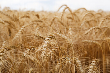 Ripe wheat spikes in agricultural field, closeup
