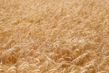 Beautiful view of agricultural field with ripe wheat spikes