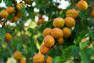 Tree branches with sweet ripe apricots outdoors