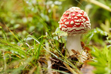 Fresh wild mushroom growing in forest, closeup. Space for text