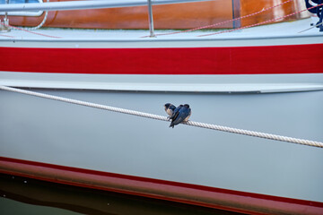 Three Young Barn Swallows on a Boat Line