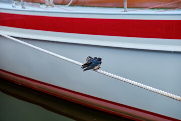 Three Young Barn Swallows on a Boat Line
