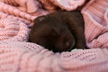 Cute puppy sleeping on pink knitted blanket, closeup