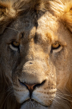 portrait of a lion © leonardo