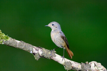 Redstart, Pheonicurus phoenicurus,  perched on a lichen covered branch