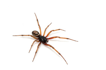 Close Up Macro Photo of a House Spider on A White Background