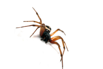 Close Up Macro Photo of a House Spider on A White Background