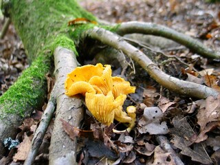 Golden chanterelles growing in forest in summer and fall.