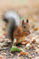 A red squirrel eats a nut in the park. Feeding animals. Soft focus. Vertical snapshot