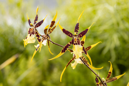Brassia flowers. Brassia is a genus of orchids. Brassia species and its popular hybrids are common in cultivation. A common name for this plant is spider orchid.
