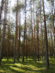 Fototapeta premium Green forest.