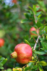 Fresh pomegranate on the tree. Selective focus.