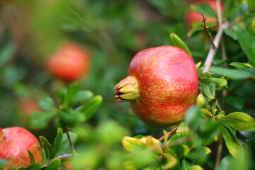 Fresh pomegranate on the tree. Selective focus.