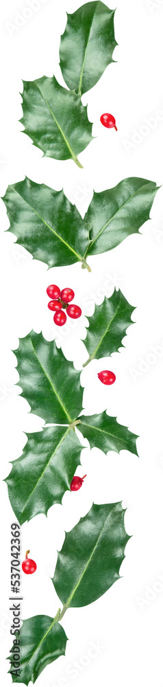 Poster european holly (ilex aquifolium) leaves and fruits