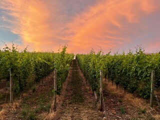 Fototapeta premium rows of grapevines in the evening with a bright colored sunset sky