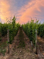 Fototapeta na wymiar rows of grapevines in the evening with a bright colored sunset sky