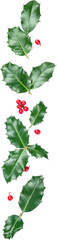 European Holly (Ilex aquifolium) leaves and fruits