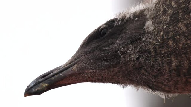 Closeup view of a baby seagull on the white background