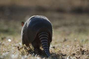 Armadillo walking away in winter Texas landscape with blurred background.
