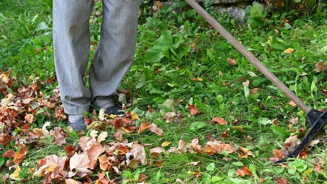 Man Sweeping dry leaves in garden in autumn. Man using rake in park.