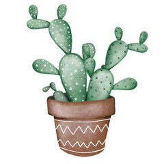 cactus isolated on white