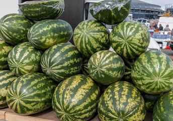 Many fresh and ripe watermelons lie on the counter in the market. Sale of watermelons at the farmers market. Sale of ripe and fresh vegetables and fruits at the farmers' market. Close-up.