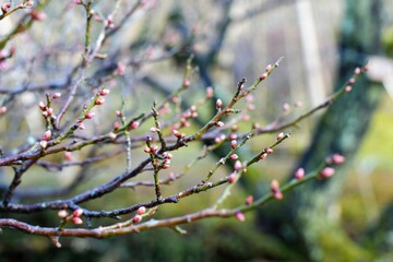 芽吹く前の梅のつぼみ