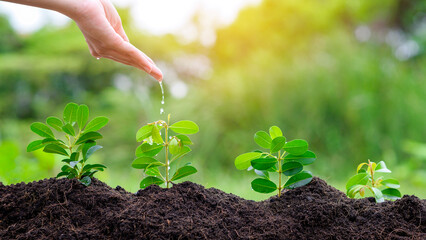 Close up hand with water dripping on plant on fertile soils, Ecological conservation concept
