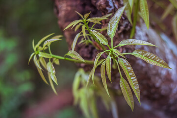 Fresh Mango leaves from copped branch of a mango tree | Mangifera indica