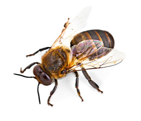 Close-Up honey bee isolated - obrazy, fototapety, plakaty
