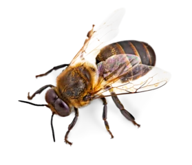 Foto op Plexiglas Close-up honingbij geïsoleerd © BillionPhotos.com