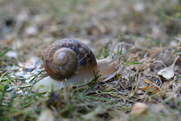 Snail Macro Photography