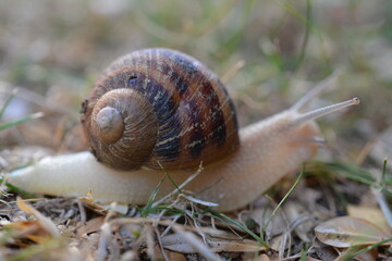 Snail Macro Photography