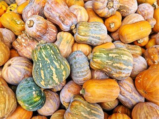 Freshly harvested butternut squash in different colors such as orange, green and yellow