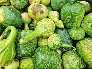 Calabash (Lagenaria siceraria), also known as bottle gourd, white-flowered gourd, long melon, birdhouse gourd, New Guinea bean and Tasmania bean