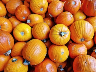 Orange halloween pumpkins species such as cinderella, peanut and casper
