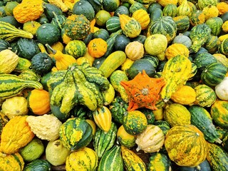 Group of different colourful winter pumpkins in the colors of green, yellow and orange