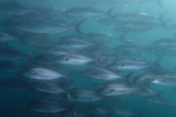 Greater amberjack (Seriola dumerili) in Mediterranean Sea