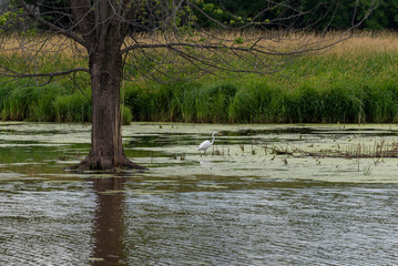 Great White Egret Fishing In The Marsh